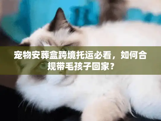 宠物安葬盒跨境托运必看，如何合规带毛孩子回家？