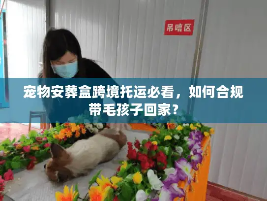 宠物安葬盒跨境托运必看，如何合规带毛孩子回家？