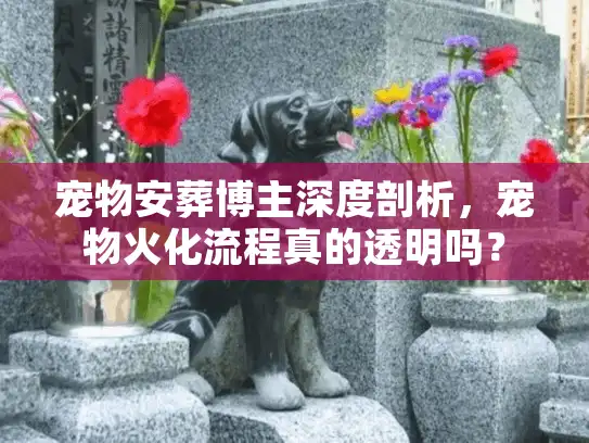 宠物安葬博主深度剖析，宠物火化流程真的透明吗？