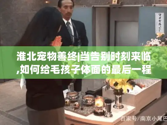 淮北宠物善终|当告别时刻来临,如何给毛孩子体面的最后一程?