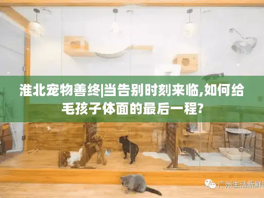 淮北宠物善终|当告别时刻来临,如何给毛孩子体面的最后一程?