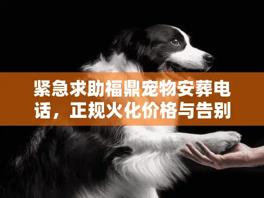 紧急求助福鼎宠物安葬电话，正规火化价格与告别仪式