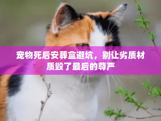 宠物死后安葬盒避坑，别让劣质材质毁了最后的尊严