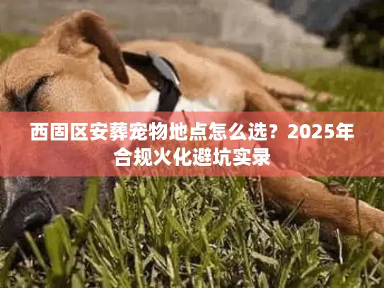 西固区安葬宠物地点怎么选？2025年合规火化避坑实录