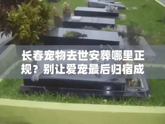 长春宠物去世安葬哪里正规？别让爱宠最后归宿成遗憾