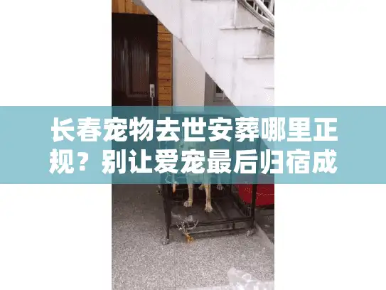 长春宠物去世安葬哪里正规？别让爱宠最后归宿成遗憾