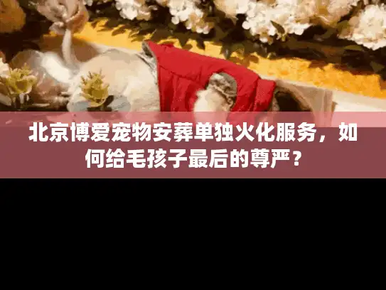 北京博爱宠物安葬单独火化服务，如何给毛孩子最后的尊严？