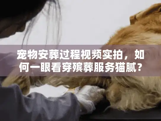 宠物安葬过程视频实拍，如何一眼看穿殡葬服务猫腻？