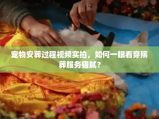 宠物安葬过程视频实拍，如何一眼看穿殡葬服务猫腻？