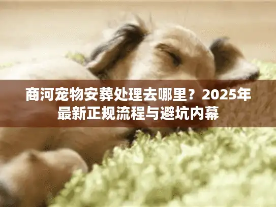 商河宠物安葬处理去哪里？2025年最新正规流程与避坑内幕