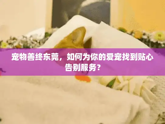 宠物善终东莞，如何为你的爱宠找到贴心告别服务？
