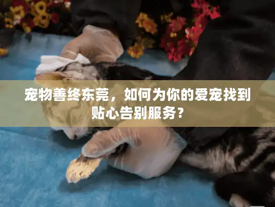 宠物善终东莞，如何为你的爱宠找到贴心告别服务？
