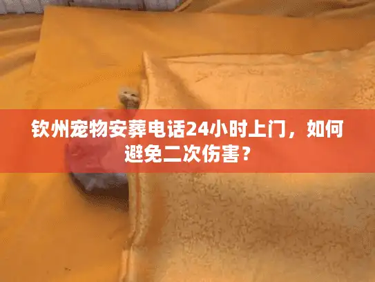 钦州宠物安葬电话24小时上门，如何避免二次伤害？