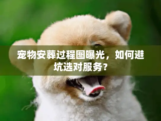 宠物安葬过程图曝光，如何避坑选对服务？