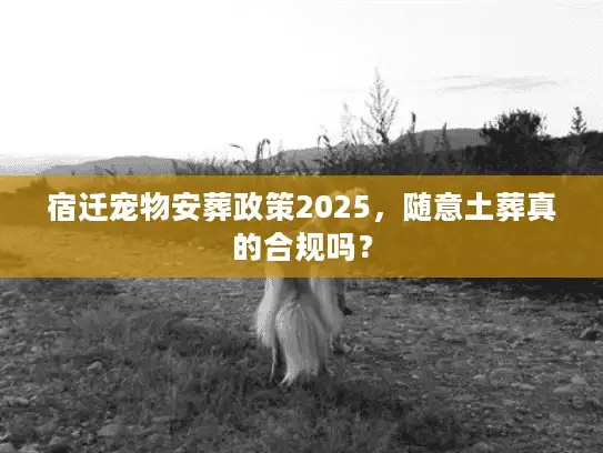 宿迁宠物安葬政策2025，随意土葬真的合规吗？