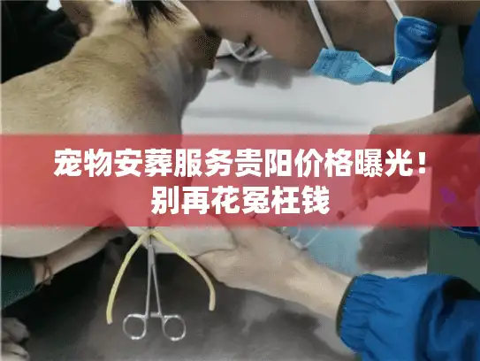 宠物安葬服务贵阳价格曝光！别再花冤枉钱