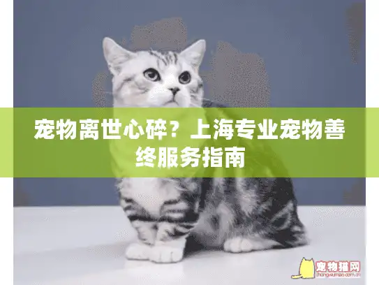 宠物离世心碎？上海专业宠物善终服务指南