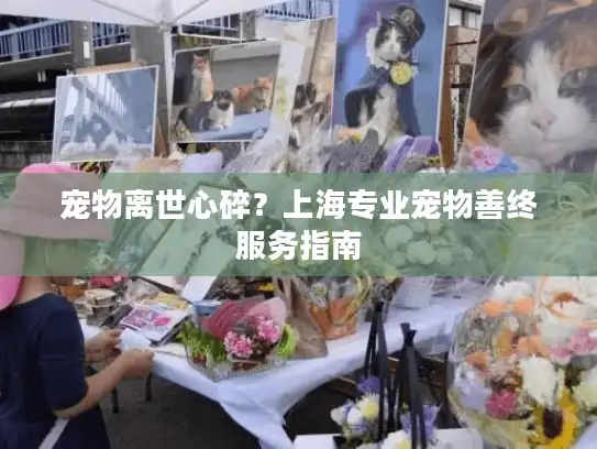 宠物离世心碎？上海专业宠物善终服务指南