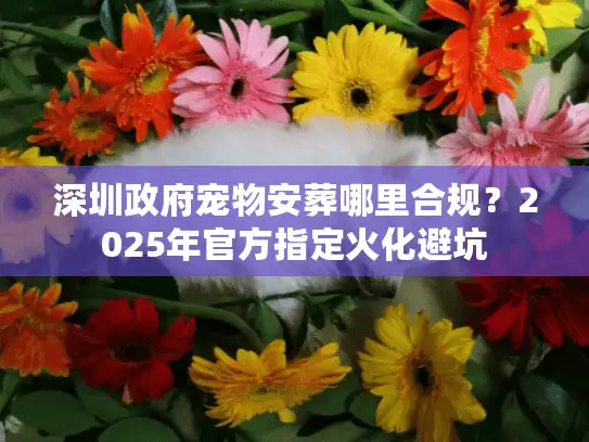 深圳政府宠物安葬哪里合规？2025年官方指定火化避坑
