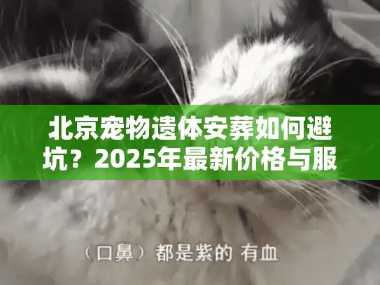 北京宠物遗体安葬如何避坑？2025年最新价格与服务揭秘