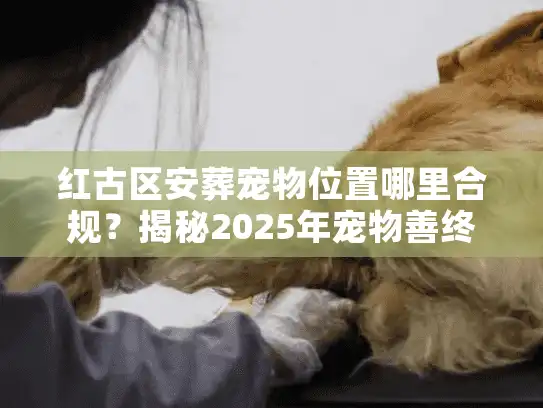 红古区安葬宠物位置哪里合规？揭秘2025年宠物善终避坑术