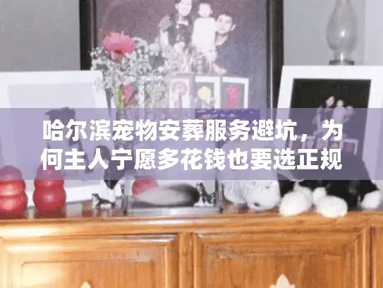 哈尔滨宠物安葬服务避坑，为何主人宁愿多花钱也要选正规？