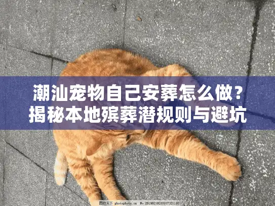 潮汕宠物自己安葬怎么做？揭秘本地殡葬潜规则与避坑