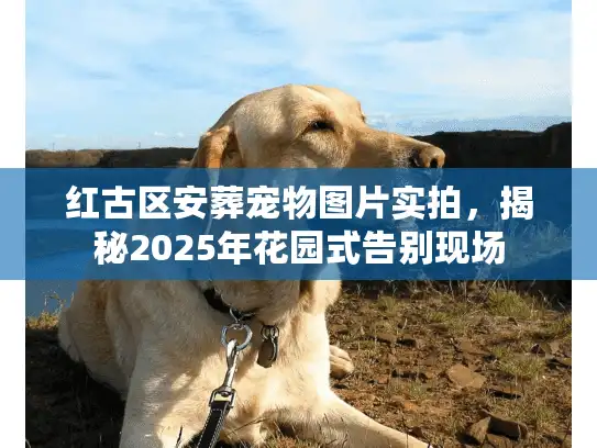 红古区安葬宠物图片实拍，揭秘2025年花园式告别现场