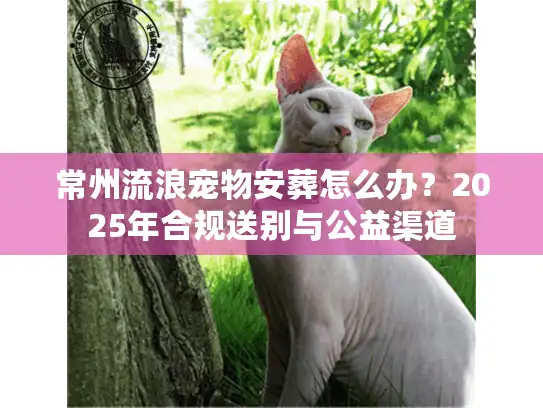 常州流浪宠物安葬怎么办？2025年合规送别与公益渠道