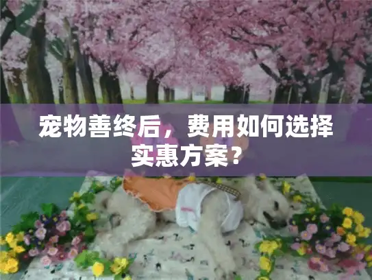 宠物善终后，费用如何选择实惠方案？