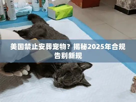 美国禁止安葬宠物？揭秘2025年合规告别新规