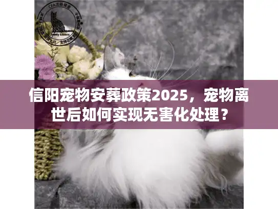 信阳宠物安葬政策2025，宠物离世后如何实现无害化处理？