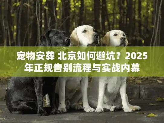 宠物安葬 北京如何避坑？2025年正规告别流程与实战内幕