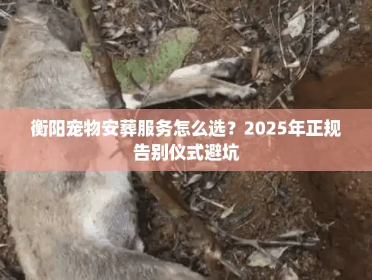 衡阳宠物安葬服务怎么选？2025年正规告别仪式避坑
