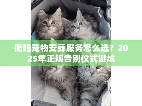 衡阳宠物安葬服务怎么选？2025年正规告别仪式避坑