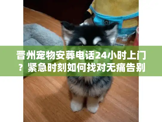 晋州宠物安葬电话24小时上门？紧急时刻如何找对无痛告别服务