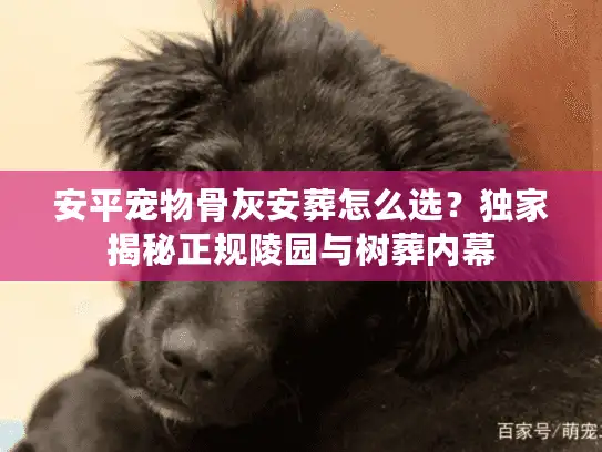 安平宠物骨灰安葬怎么选？独家揭秘正规陵园与树葬内幕