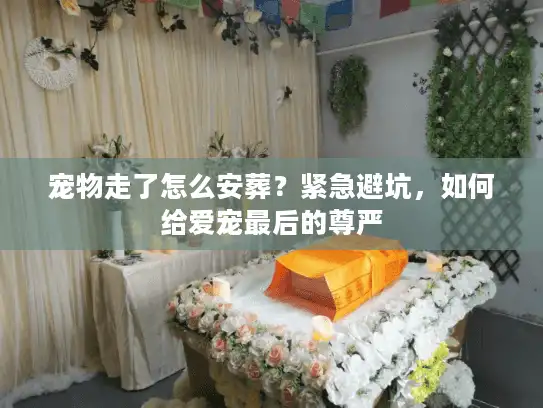 宠物走了怎么安葬？紧急避坑，如何给爱宠最后的尊严