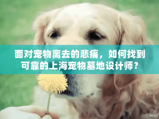 面对宠物离去的悲痛，如何找到可靠的上海宠物墓地设计师？