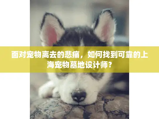 面对宠物离去的悲痛，如何找到可靠的上海宠物墓地设计师？