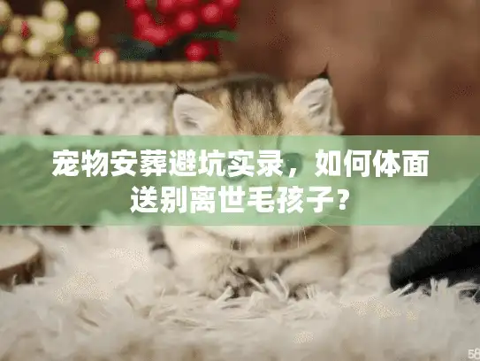 宠物安葬避坑实录，如何体面送别离世毛孩子？
