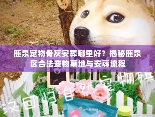 鹿泉宠物骨灰安葬哪里好？揭秘鹿泉区合法宠物墓地与安葬流程