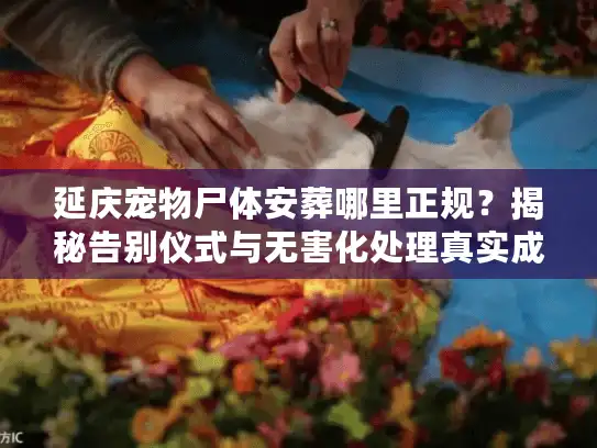 延庆宠物尸体安葬哪里正规？揭秘告别仪式与无害化处理真实成本