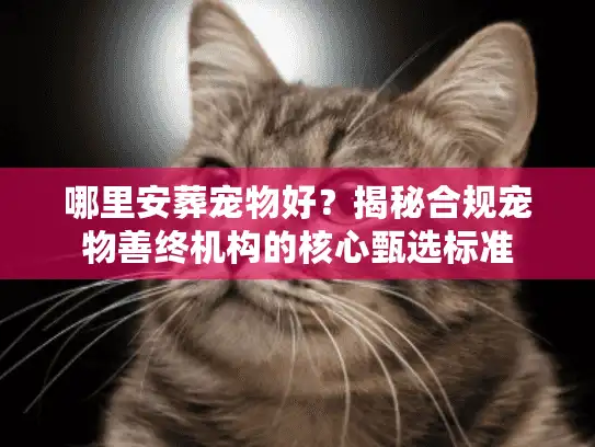 哪里安葬宠物好？揭秘合规宠物善终机构的核心甄选标准