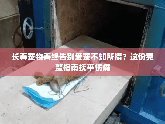 长春宠物善终告别爱宠不知所措？这份完整指南抚平伤痛