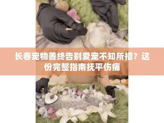 长春宠物善终告别爱宠不知所措？这份完整指南抚平伤痛
