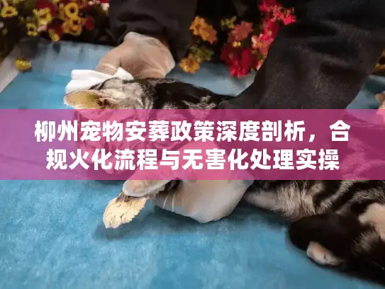 柳州宠物安葬政策深度剖析，合规火化流程与无害化处理实操
