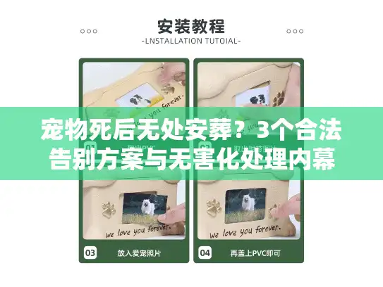 宠物死后无处安葬？3个合法告别方案与无害化处理内幕