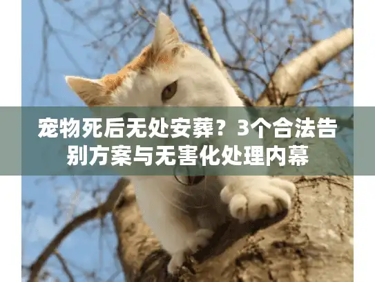 宠物死后无处安葬？3个合法告别方案与无害化处理内幕
