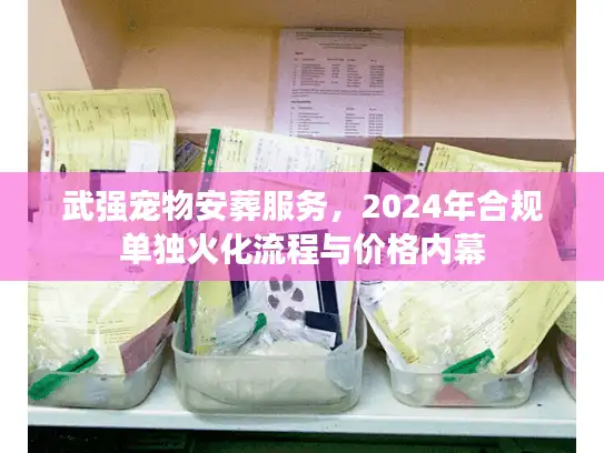 武强宠物安葬服务，2024年合规单独火化流程与价格内幕